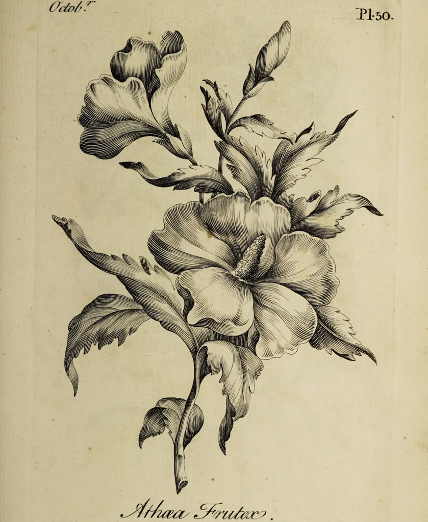 An illustration from The florist : containing sixty plates of the most beautiful flowers regularly dispos'd in their succession of blowing. To which is added an accurate description of their colours, with instructions for drawing & painting them according to nature : being a new work intended for the use & amusement of gentlemen and ladies delighting in that art., 1760, leaf 101