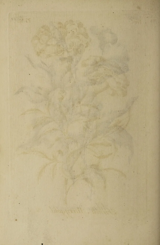 An illustration from The florist : containing sixty plates of the most beautiful flowers regularly dispos'd in their succession of blowing. To which is added an accurate description of their colours, with instructions for drawing & painting them according to nature : being a new work intended for the use & amusement of gentlemen and ladies delighting in that art., 1760, leaf 102