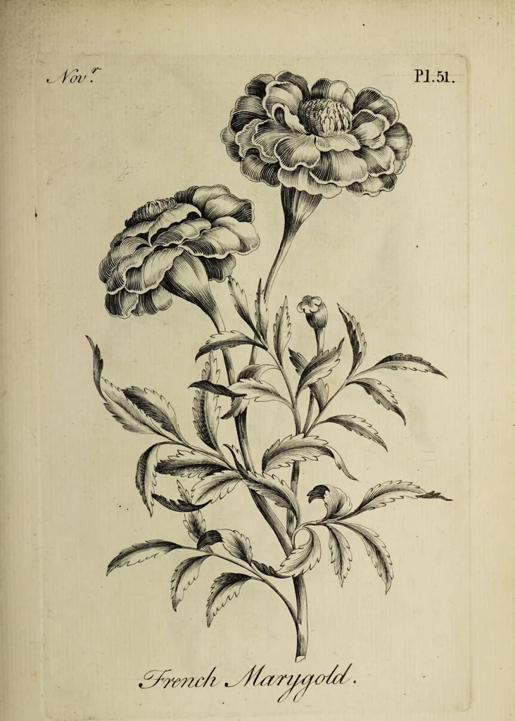 An illustration from The florist : containing sixty plates of the most beautiful flowers regularly dispos'd in their succession of blowing. To which is added an accurate description of their colours, with instructions for drawing & painting them according to nature : being a new work intended for the use & amusement of gentlemen and ladies delighting in that art., 1760, leaf 103