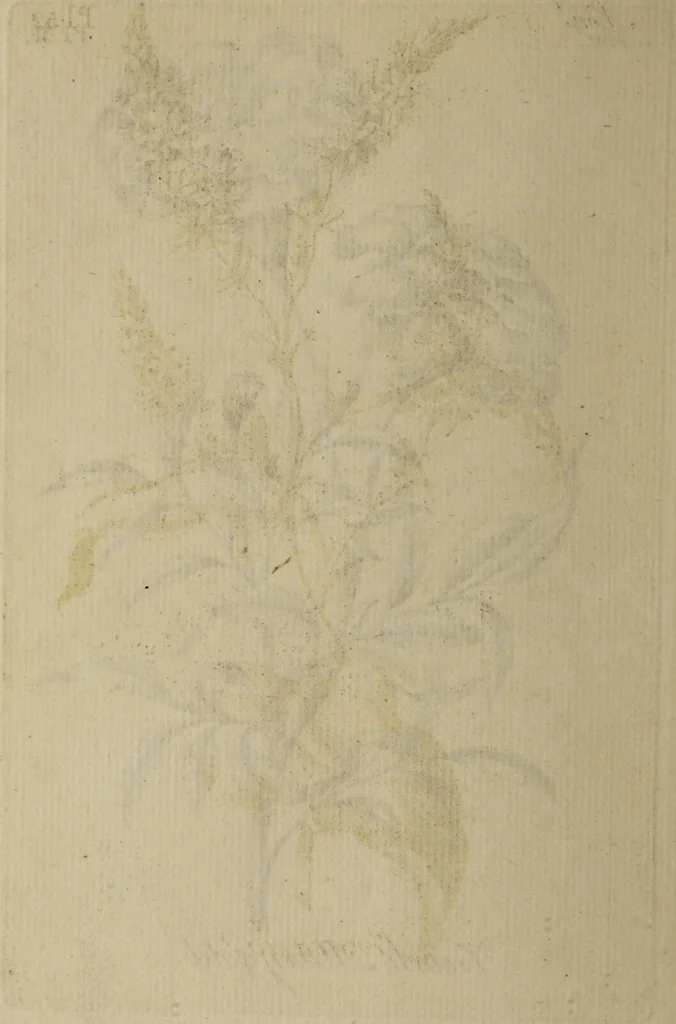 An illustration from The florist : containing sixty plates of the most beautiful flowers regularly dispos'd in their succession of blowing. To which is added an accurate description of their colours, with instructions for drawing & painting them according to nature : being a new work intended for the use & amusement of gentlemen and ladies delighting in that art., 1760, leaf 104