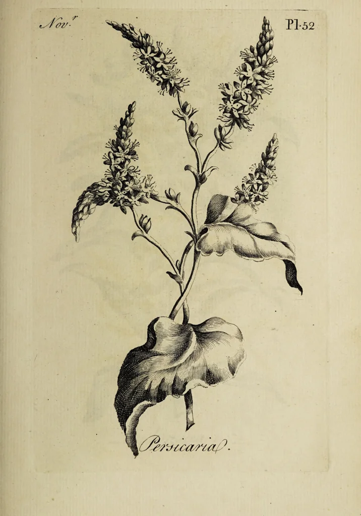 An illustration from The florist : containing sixty plates of the most beautiful flowers regularly dispos'd in their succession of blowing. To which is added an accurate description of their colours, with instructions for drawing & painting them according to nature : being a new work intended for the use & amusement of gentlemen and ladies delighting in that art., 1760, leaf 105
