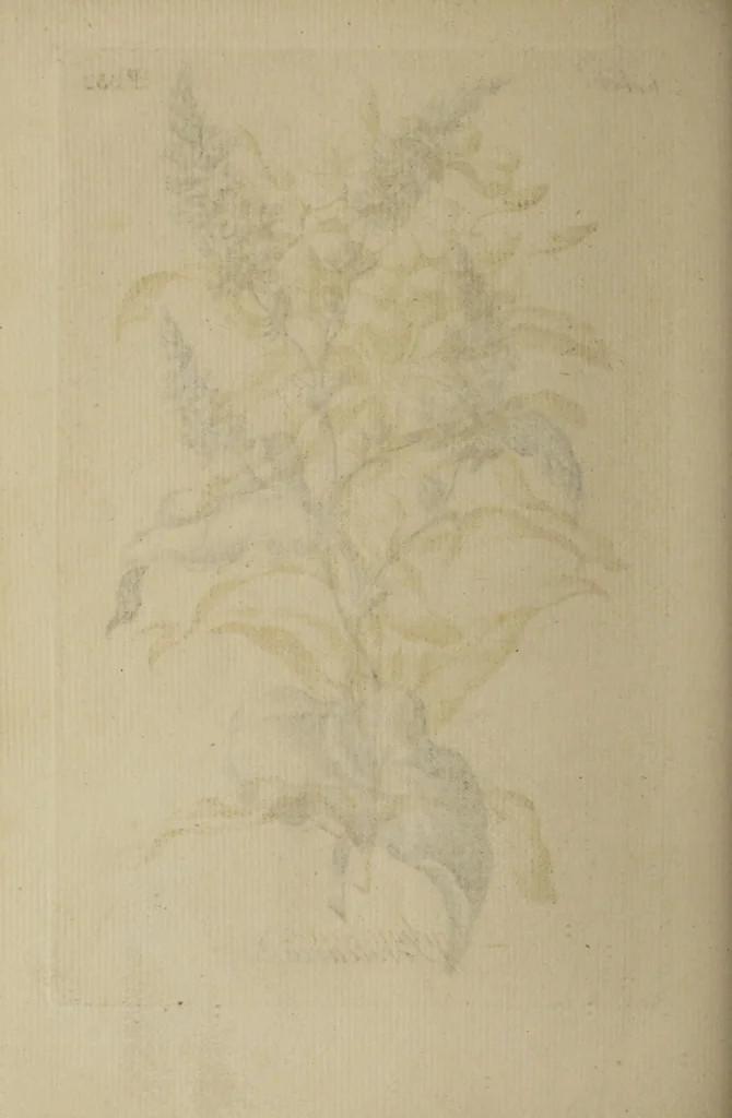 An illustration from The florist : containing sixty plates of the most beautiful flowers regularly dispos'd in their succession of blowing. To which is added an accurate description of their colours, with instructions for drawing & painting them according to nature : being a new work intended for the use & amusement of gentlemen and ladies delighting in that art., 1760, leaf 106
