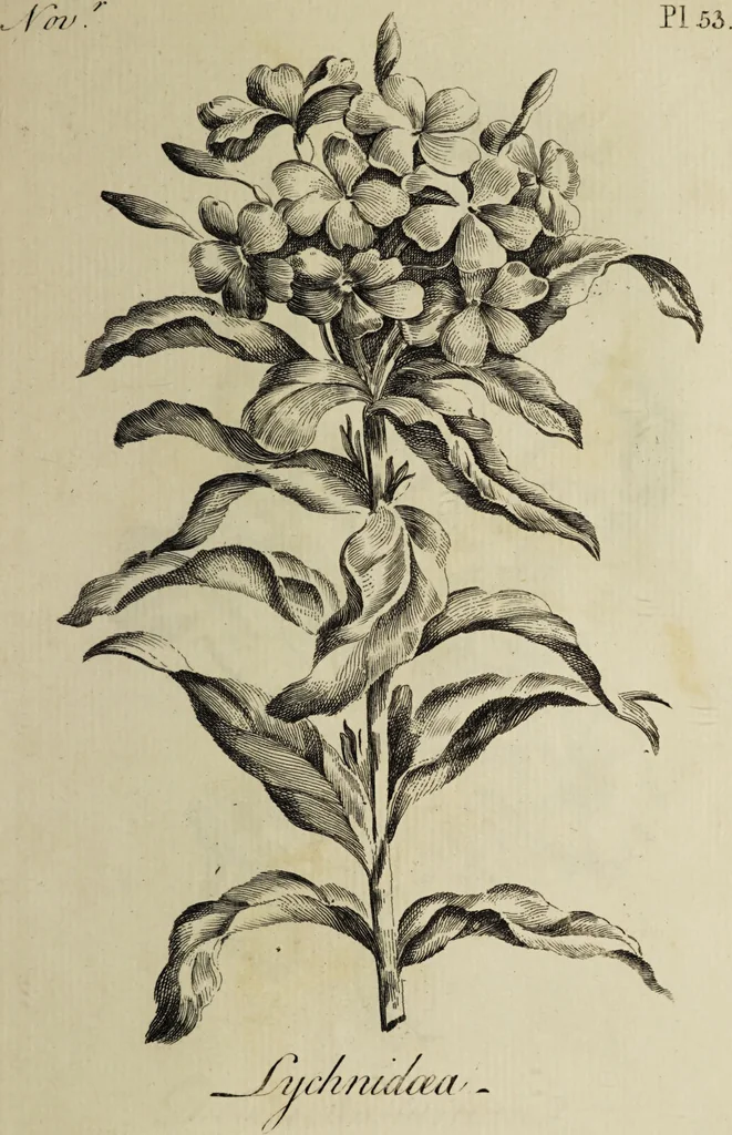 An illustration from The florist : containing sixty plates of the most beautiful flowers regularly dispos'd in their succession of blowing. To which is added an accurate description of their colours, with instructions for drawing & painting them according to nature : being a new work intended for the use & amusement of gentlemen and ladies delighting in that art., 1760, leaf 107