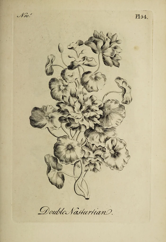 An illustration from The florist : containing sixty plates of the most beautiful flowers regularly dispos'd in their succession of blowing. To which is added an accurate description of their colours, with instructions for drawing & painting them according to nature : being a new work intended for the use & amusement of gentlemen and ladies delighting in that art., 1760, leaf 109