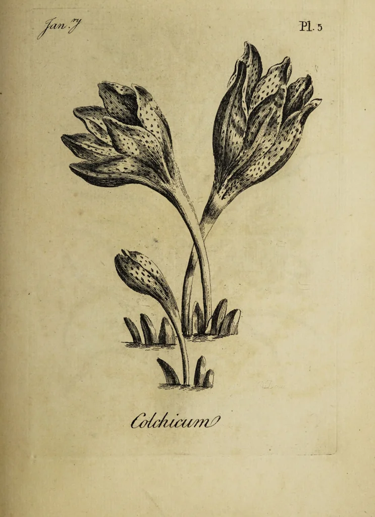 An illustration from The florist : containing sixty plates of the most beautiful flowers regularly dispos'd in their succession of blowing. To which is added an accurate description of their colours, with instructions for drawing & painting them according to nature : being a new work intended for the use & amusement of gentlemen and ladies delighting in that art., 1760, leaf 11