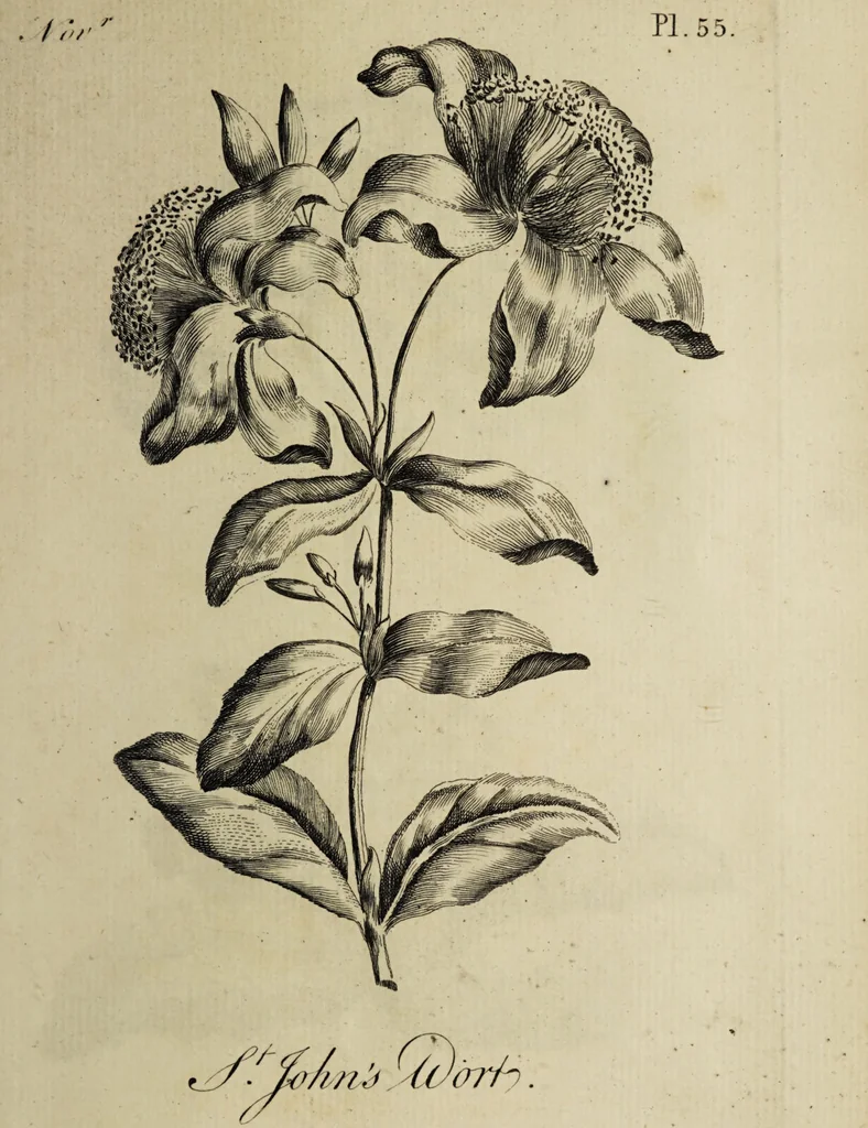 An illustration from The florist : containing sixty plates of the most beautiful flowers regularly dispos'd in their succession of blowing. To which is added an accurate description of their colours, with instructions for drawing & painting them according to nature : being a new work intended for the use & amusement of gentlemen and ladies delighting in that art., 1760, leaf 111