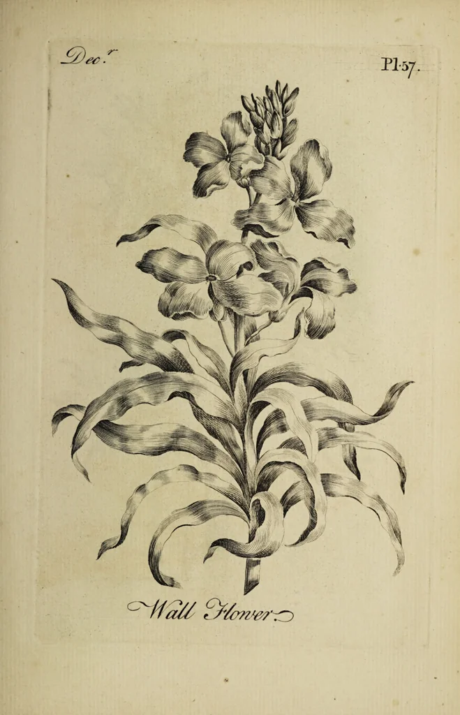 An illustration from The florist : containing sixty plates of the most beautiful flowers regularly dispos'd in their succession of blowing. To which is added an accurate description of their colours, with instructions for drawing & painting them according to nature : being a new work intended for the use & amusement of gentlemen and ladies delighting in that art., 1760, leaf 115