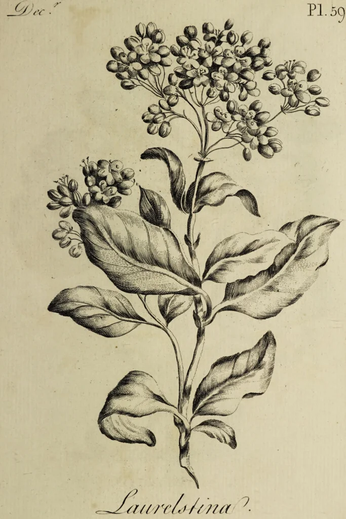 An illustration from The florist : containing sixty plates of the most beautiful flowers regularly dispos'd in their succession of blowing. To which is added an accurate description of their colours, with instructions for drawing & painting them according to nature : being a new work intended for the use & amusement of gentlemen and ladies delighting in that art., 1760, leaf 119