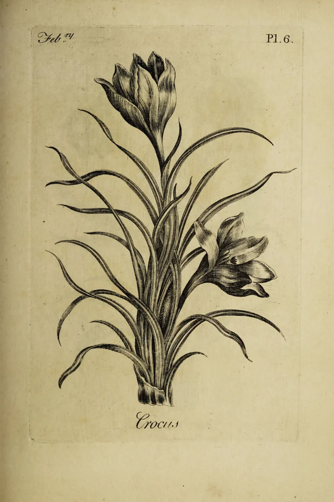 An illustration from The florist : containing sixty plates of the most beautiful flowers regularly dispos'd in their succession of blowing. To which is added an accurate description of their colours, with instructions for drawing & painting them according to nature : being a new work intended for the use & amusement of gentlemen and ladies delighting in that art., 1760, leaf 13