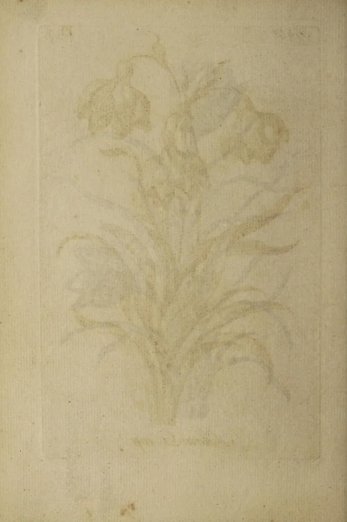 An illustration from The florist : containing sixty plates of the most beautiful flowers regularly dispos'd in their succession of blowing. To which is added an accurate description of their colours, with instructions for drawing & painting them according to nature : being a new work intended for the use & amusement of gentlemen and ladies delighting in that art., 1760, leaf 14