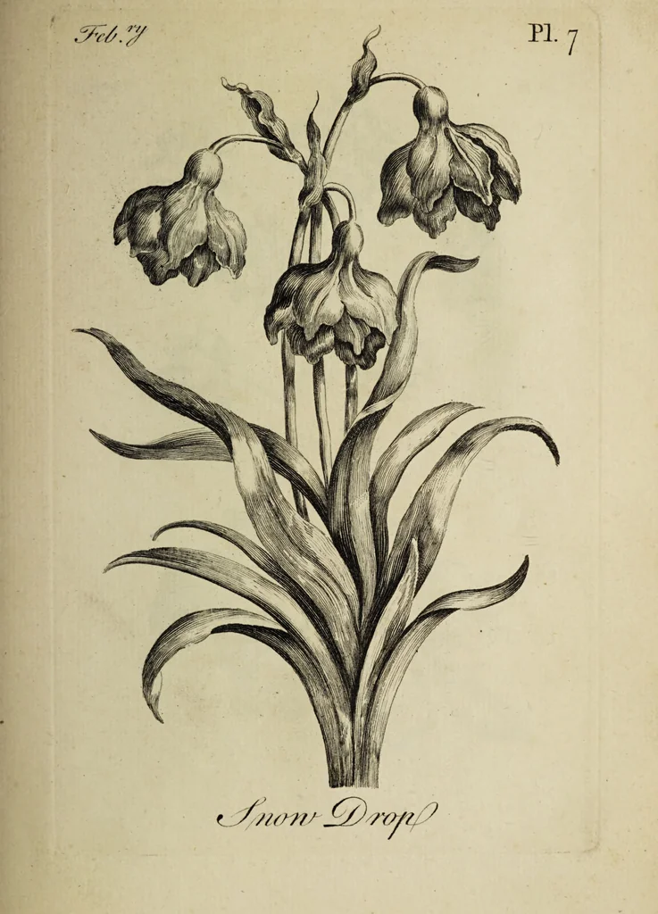 An illustration from The florist : containing sixty plates of the most beautiful flowers regularly dispos'd in their succession of blowing. To which is added an accurate description of their colours, with instructions for drawing & painting them according to nature : being a new work intended for the use & amusement of gentlemen and ladies delighting in that art., 1760, leaf 15