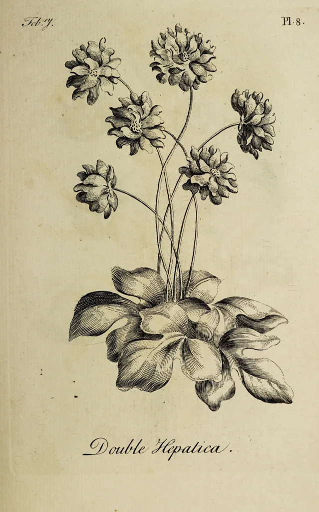 An illustration from The florist : containing sixty plates of the most beautiful flowers regularly dispos'd in their succession of blowing. To which is added an accurate description of their colours, with instructions for drawing & painting them according to nature : being a new work intended for the use & amusement of gentlemen and ladies delighting in that art., 1760, leaf 17