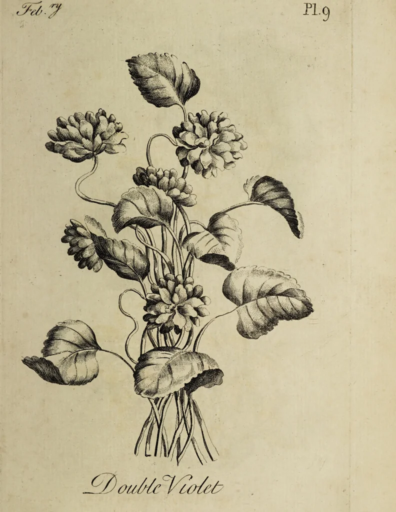 An illustration from The florist : containing sixty plates of the most beautiful flowers regularly dispos'd in their succession of blowing. To which is added an accurate description of their colours, with instructions for drawing & painting them according to nature : being a new work intended for the use & amusement of gentlemen and ladies delighting in that art., 1760, leaf 19