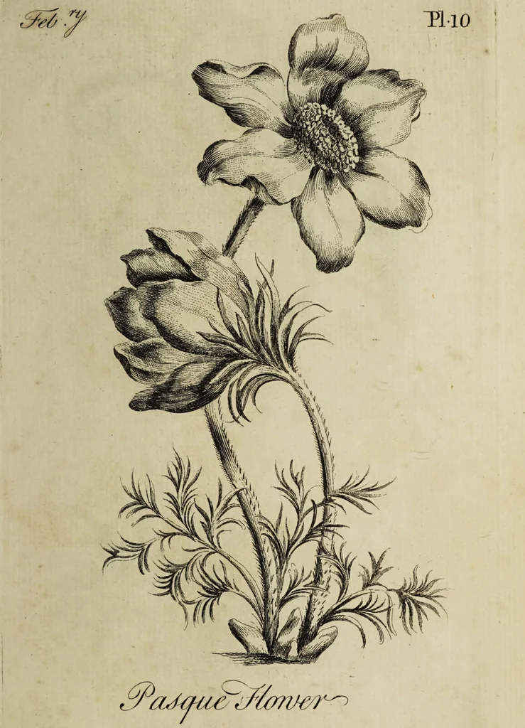 An illustration from The florist : containing sixty plates of the most beautiful flowers regularly dispos'd in their succession of blowing. To which is added an accurate description of their colours, with instructions for drawing & painting them according to nature : being a new work intended for the use & amusement of gentlemen and ladies delighting in that art., 1760, leaf 21