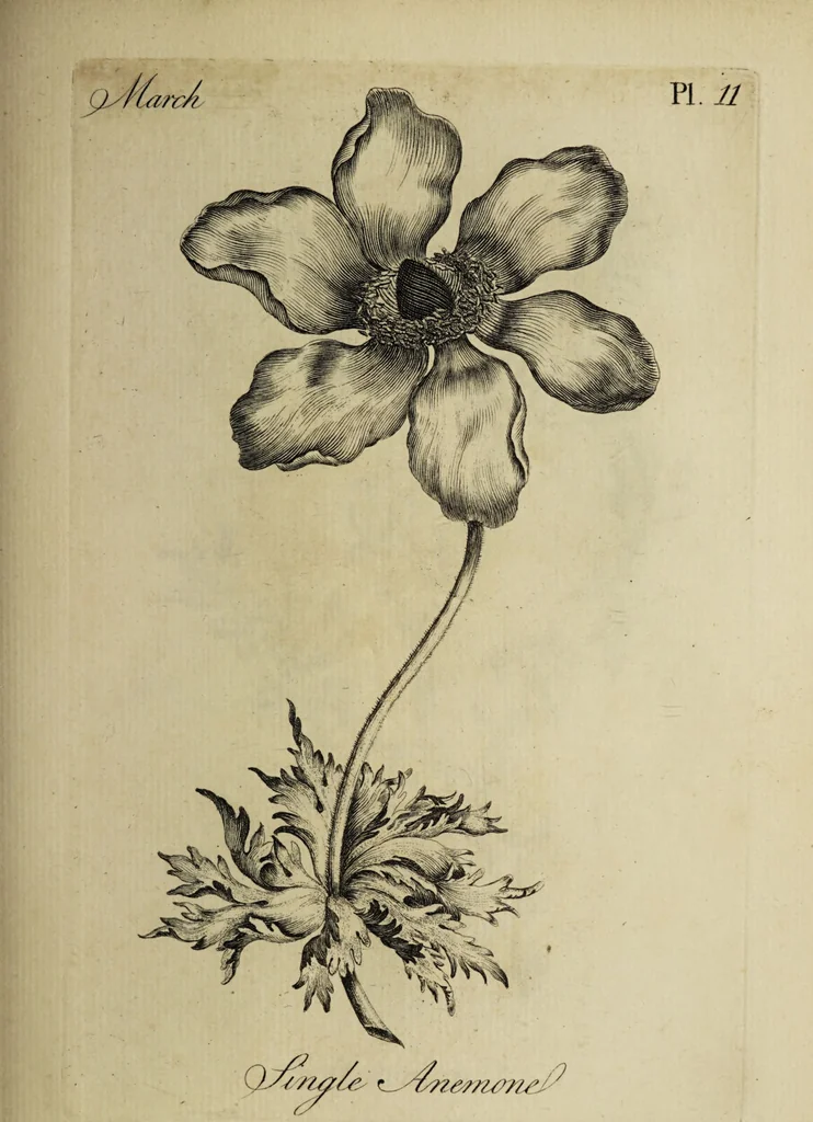 An illustration from The florist : containing sixty plates of the most beautiful flowers regularly dispos'd in their succession of blowing. To which is added an accurate description of their colours, with instructions for drawing & painting them according to nature : being a new work intended for the use & amusement of gentlemen and ladies delighting in that art., 1760, leaf 23