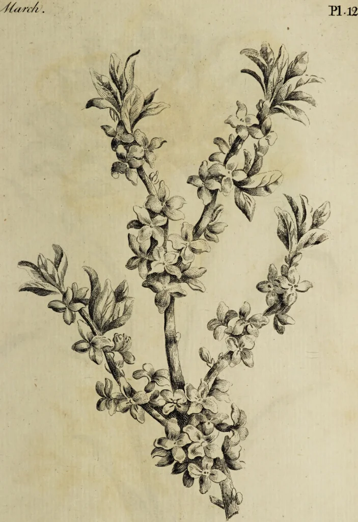 An illustration from The florist : containing sixty plates of the most beautiful flowers regularly dispos'd in their succession of blowing. To which is added an accurate description of their colours, with instructions for drawing & painting them according to nature : being a new work intended for the use & amusement of gentlemen and ladies delighting in that art., 1760, leaf 25