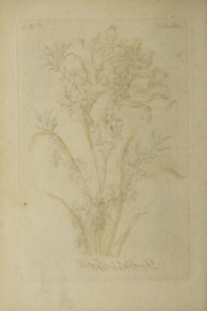 An illustration from The florist : containing sixty plates of the most beautiful flowers regularly dispos'd in their succession of blowing. To which is added an accurate description of their colours, with instructions for drawing & painting them according to nature : being a new work intended for the use & amusement of gentlemen and ladies delighting in that art., 1760, leaf 26