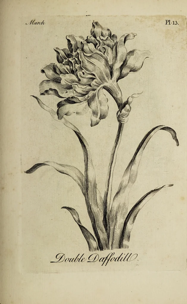 An illustration from The florist : containing sixty plates of the most beautiful flowers regularly dispos'd in their succession of blowing. To which is added an accurate description of their colours, with instructions for drawing & painting them according to nature : being a new work intended for the use & amusement of gentlemen and ladies delighting in that art., 1760, leaf 27