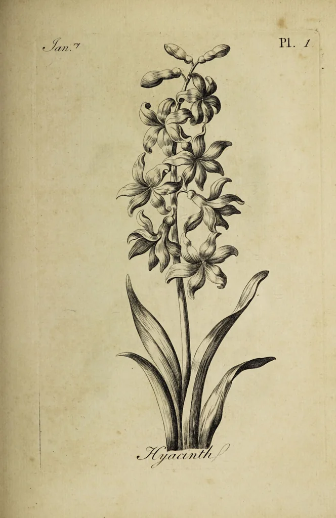 An illustration from The florist : containing sixty plates of the most beautiful flowers regularly dispos'd in their succession of blowing. To which is added an accurate description of their colours, with instructions for drawing & painting them according to nature : being a new work intended for the use & amusement of gentlemen and ladies delighting in that art., 1760, leaf 3