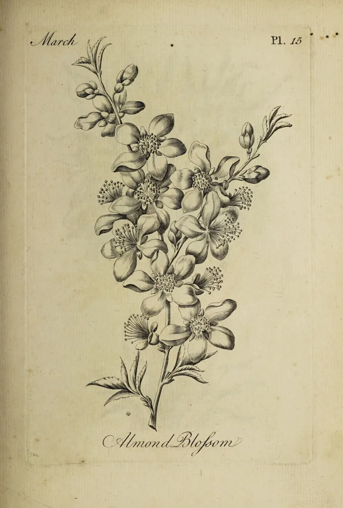 An illustration from The florist : containing sixty plates of the most beautiful flowers regularly dispos'd in their succession of blowing. To which is added an accurate description of their colours, with instructions for drawing & painting them according to nature : being a new work intended for the use & amusement of gentlemen and ladies delighting in that art., 1760, leaf 31