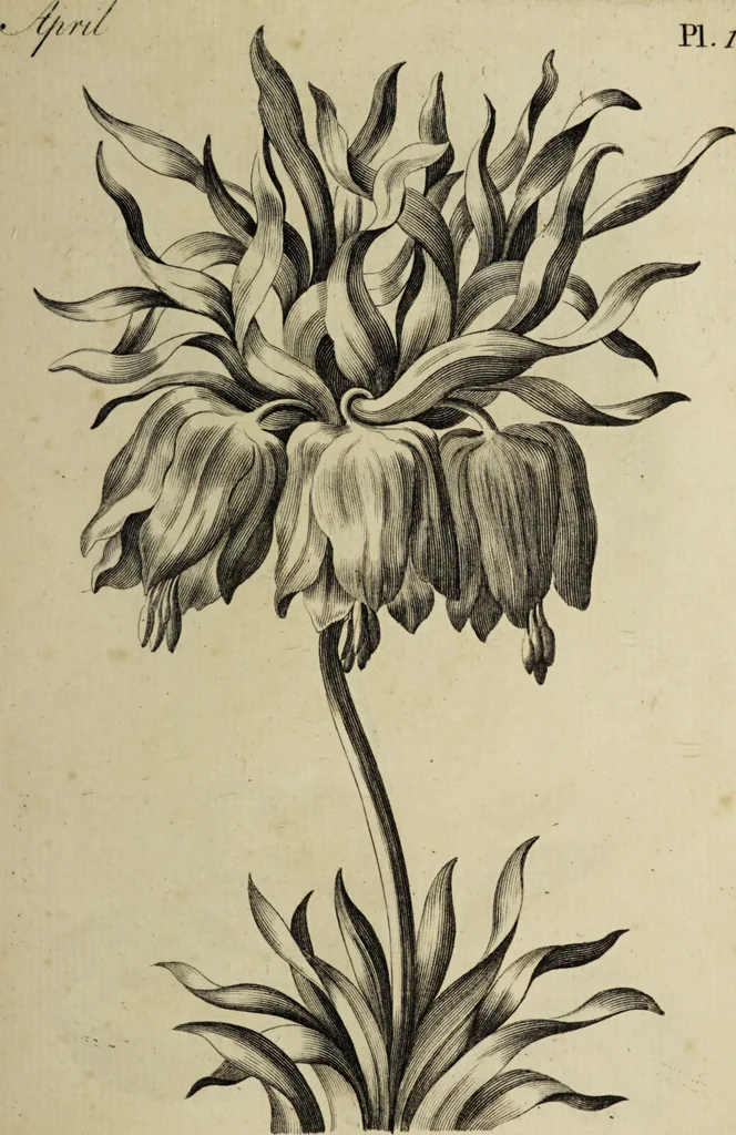 An illustration from The florist : containing sixty plates of the most beautiful flowers regularly dispos'd in their succession of blowing. To which is added an accurate description of their colours, with instructions for drawing & painting them according to nature : being a new work intended for the use & amusement of gentlemen and ladies delighting in that art., 1760, leaf 33