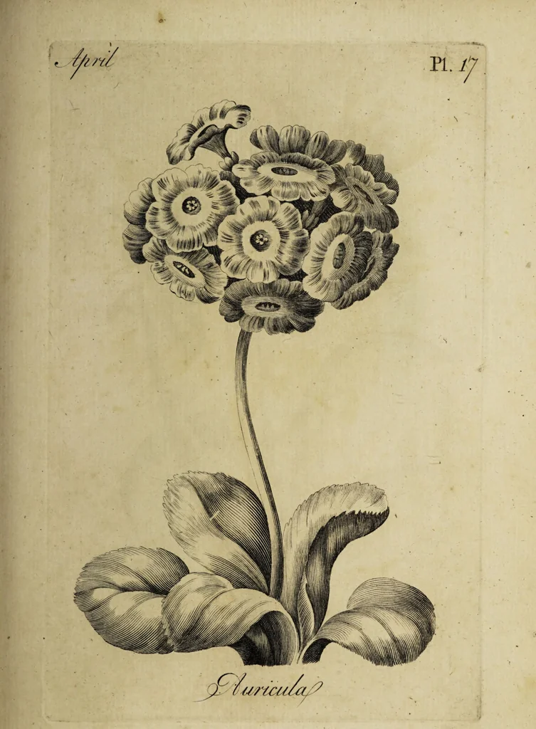An illustration from The florist : containing sixty plates of the most beautiful flowers regularly dispos'd in their succession of blowing. To which is added an accurate description of their colours, with instructions for drawing & painting them according to nature : being a new work intended for the use & amusement of gentlemen and ladies delighting in that art., 1760, leaf 35