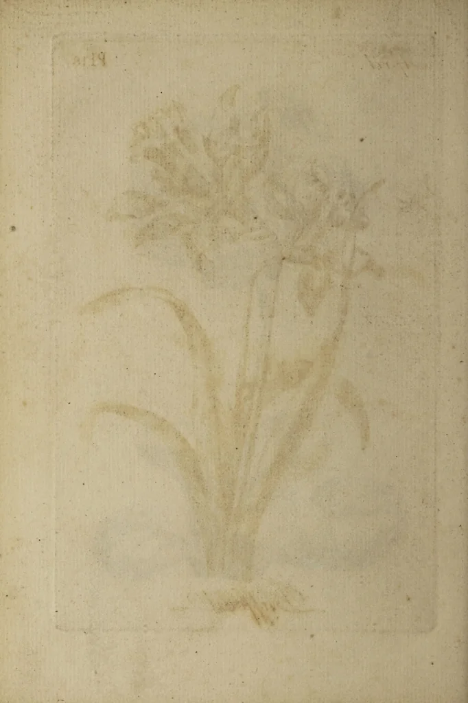 An illustration from The florist : containing sixty plates of the most beautiful flowers regularly dispos'd in their succession of blowing. To which is added an accurate description of their colours, with instructions for drawing & painting them according to nature : being a new work intended for the use & amusement of gentlemen and ladies delighting in that art., 1760, leaf 36