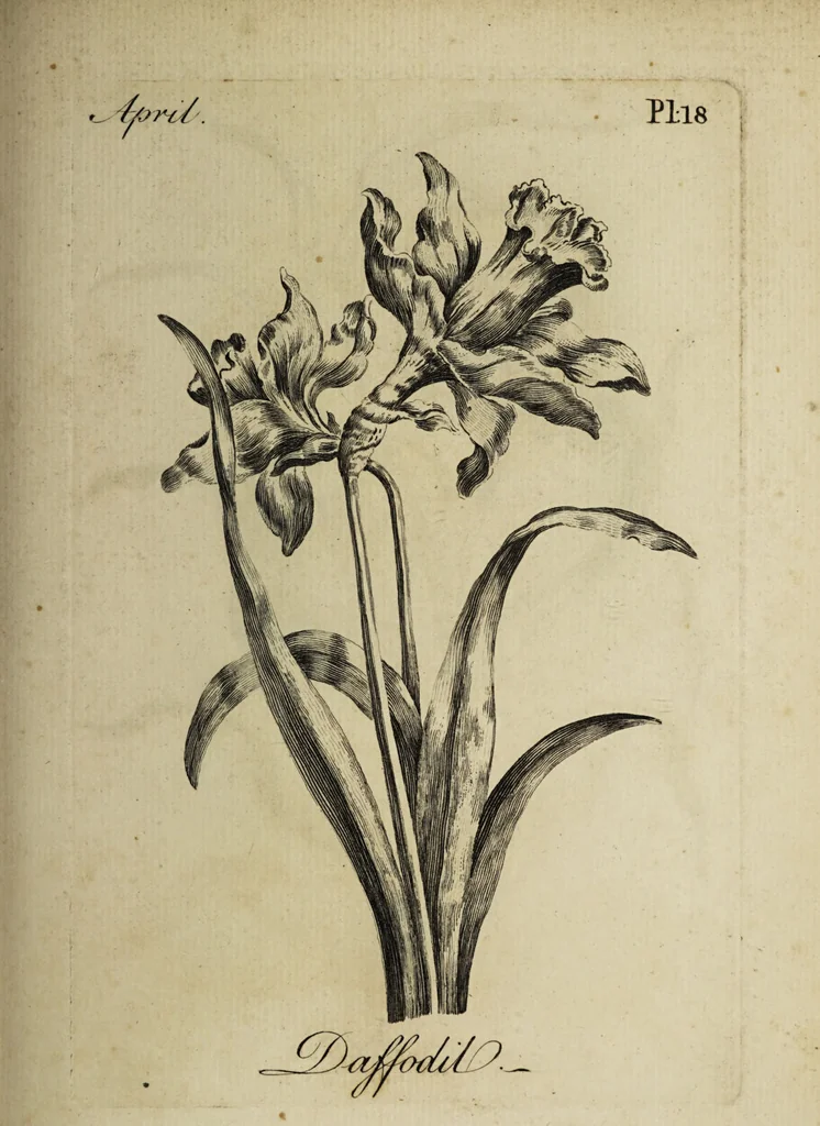 An illustration from The florist : containing sixty plates of the most beautiful flowers regularly dispos'd in their succession of blowing. To which is added an accurate description of their colours, with instructions for drawing & painting them according to nature : being a new work intended for the use & amusement of gentlemen and ladies delighting in that art., 1760, leaf 37