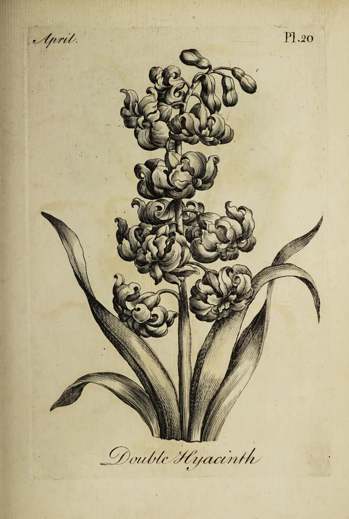 An illustration from The florist : containing sixty plates of the most beautiful flowers regularly dispos'd in their succession of blowing. To which is added an accurate description of their colours, with instructions for drawing & painting them according to nature : being a new work intended for the use & amusement of gentlemen and ladies delighting in that art., 1760, leaf 41