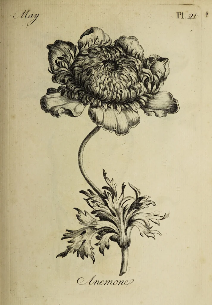 An illustration from The florist : containing sixty plates of the most beautiful flowers regularly dispos'd in their succession of blowing. To which is added an accurate description of their colours, with instructions for drawing & painting them according to nature : being a new work intended for the use & amusement of gentlemen and ladies delighting in that art., 1760, leaf 43