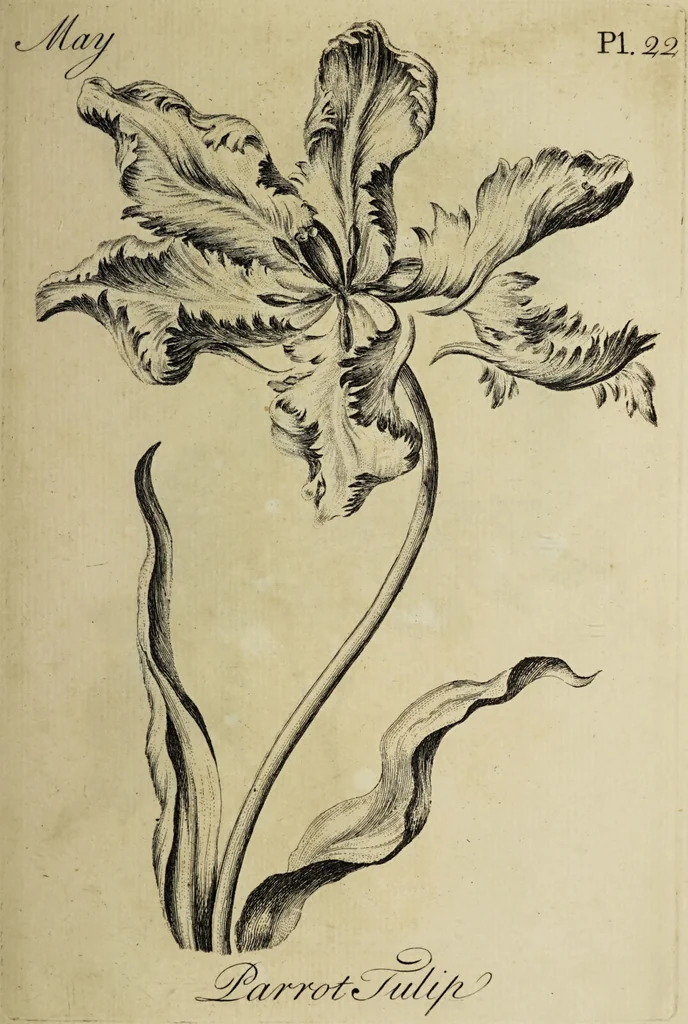 An illustration from The florist : containing sixty plates of the most beautiful flowers regularly dispos'd in their succession of blowing. To which is added an accurate description of their colours, with instructions for drawing & painting them according to nature : being a new work intended for the use & amusement of gentlemen and ladies delighting in that art., 1760, leaf 45