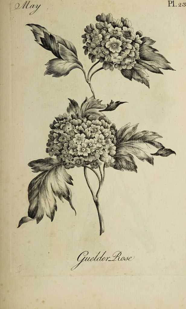 An illustration from The florist : containing sixty plates of the most beautiful flowers regularly dispos'd in their succession of blowing. To which is added an accurate description of their colours, with instructions for drawing & painting them according to nature : being a new work intended for the use & amusement of gentlemen and ladies delighting in that art., 1760, leaf 47