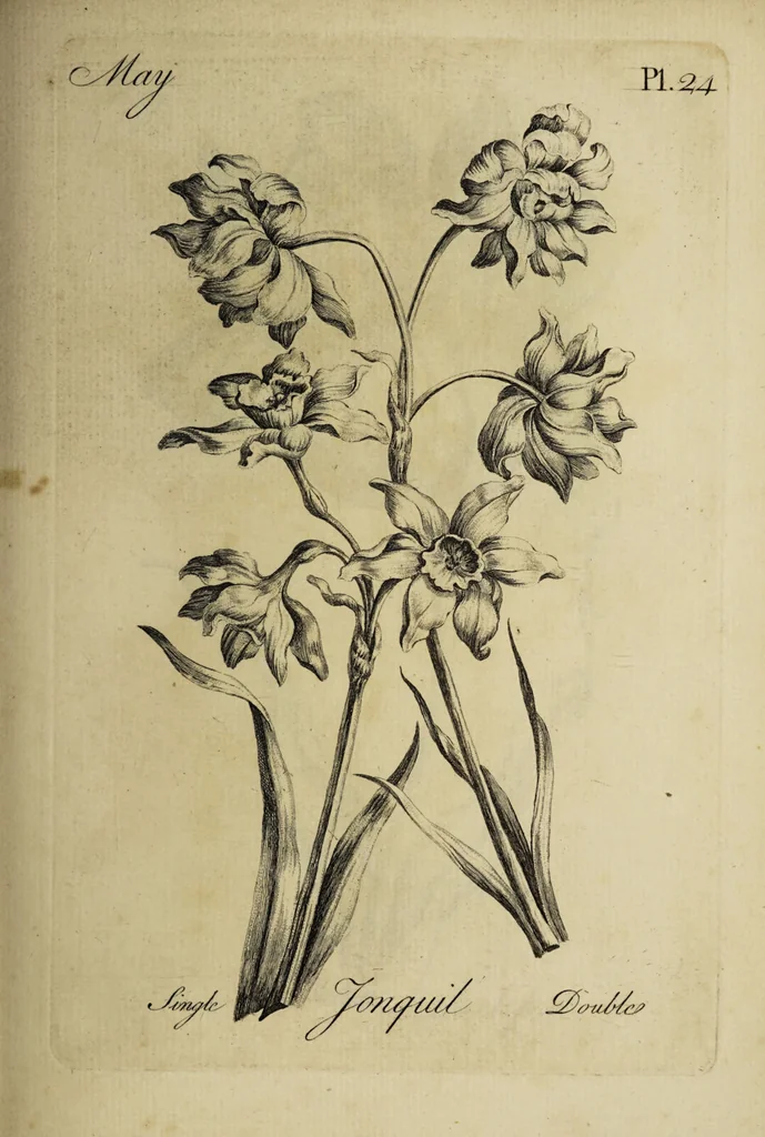 An illustration from The florist : containing sixty plates of the most beautiful flowers regularly dispos'd in their succession of blowing. To which is added an accurate description of their colours, with instructions for drawing & painting them according to nature : being a new work intended for the use & amusement of gentlemen and ladies delighting in that art., 1760, leaf 49