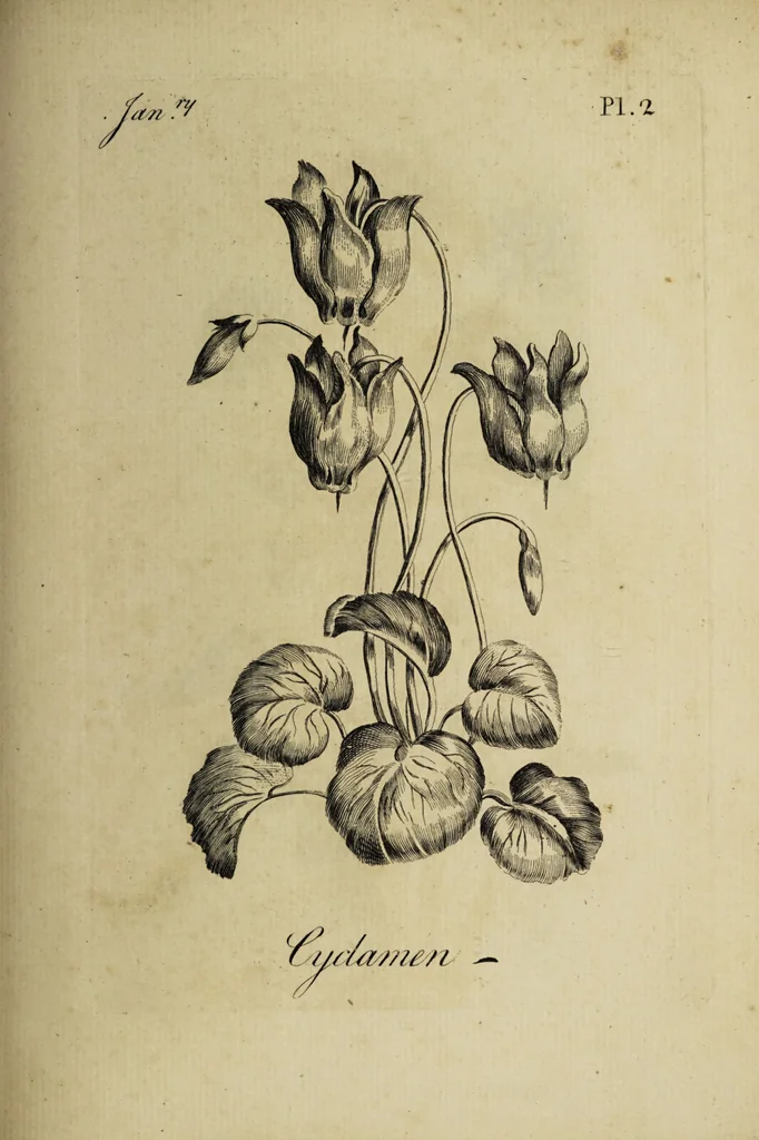 An illustration from The florist : containing sixty plates of the most beautiful flowers regularly dispos'd in their succession of blowing. To which is added an accurate description of their colours, with instructions for drawing & painting them according to nature : being a new work intended for the use & amusement of gentlemen and ladies delighting in that art., 1760, leaf 5