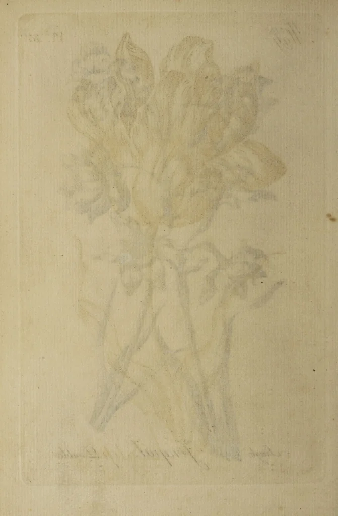 An illustration from The florist : containing sixty plates of the most beautiful flowers regularly dispos'd in their succession of blowing. To which is added an accurate description of their colours, with instructions for drawing & painting them according to nature : being a new work intended for the use & amusement of gentlemen and ladies delighting in that art., 1760, leaf 50