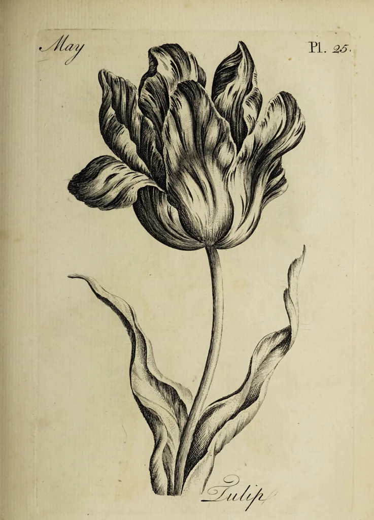 An illustration from The florist : containing sixty plates of the most beautiful flowers regularly dispos'd in their succession of blowing. To which is added an accurate description of their colours, with instructions for drawing & painting them according to nature : being a new work intended for the use & amusement of gentlemen and ladies delighting in that art., 1760, leaf 51