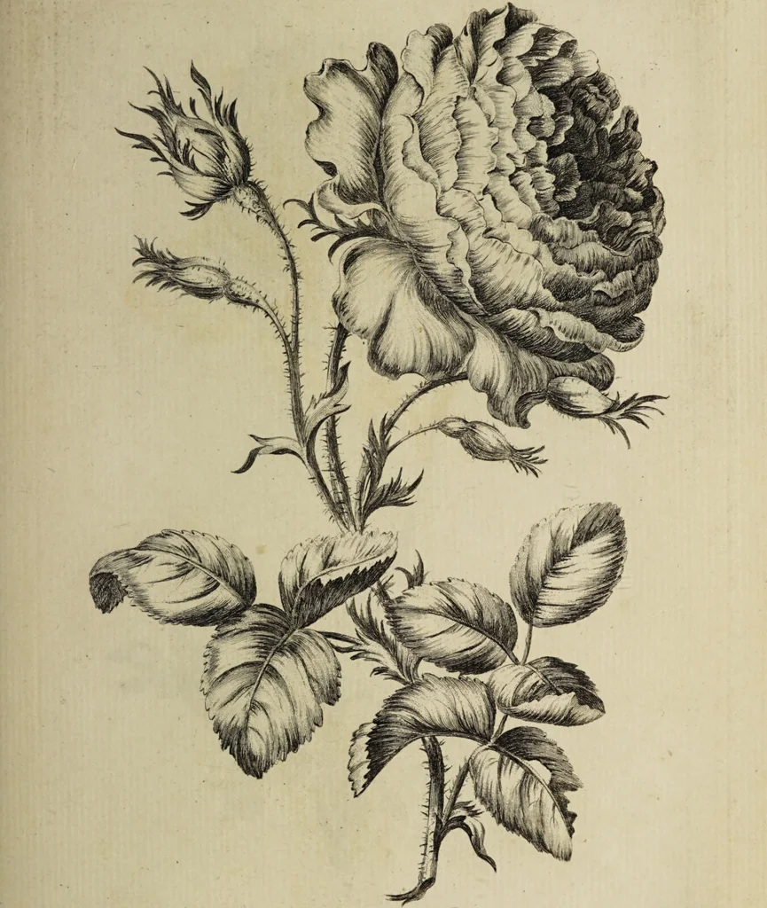 An illustration from The florist : containing sixty plates of the most beautiful flowers regularly dispos'd in their succession of blowing. To which is added an accurate description of their colours, with instructions for drawing & painting them according to nature : being a new work intended for the use & amusement of gentlemen and ladies delighting in that art., 1760, leaf 53