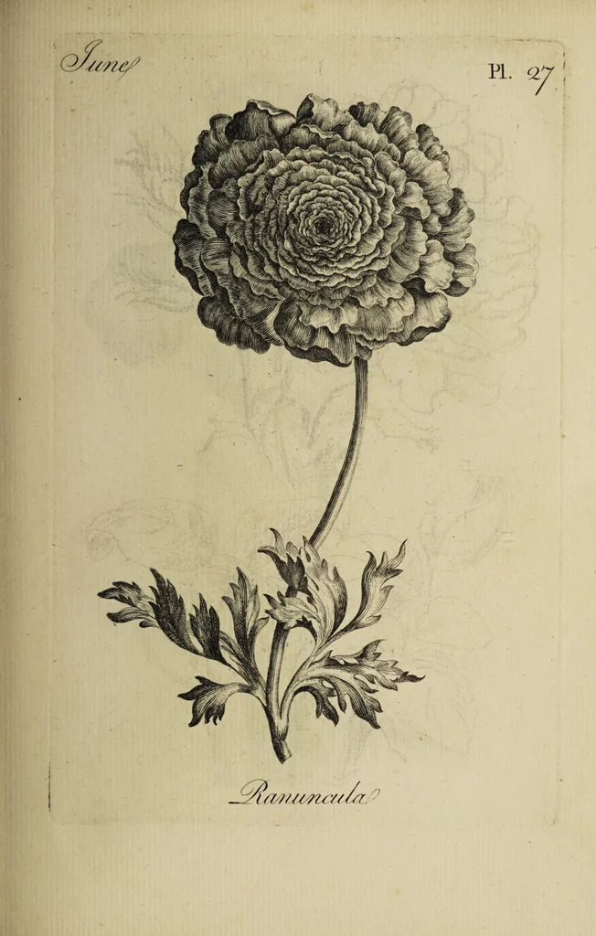 An illustration from The florist : containing sixty plates of the most beautiful flowers regularly dispos'd in their succession of blowing. To which is added an accurate description of their colours, with instructions for drawing & painting them according to nature : being a new work intended for the use & amusement of gentlemen and ladies delighting in that art., 1760, leaf 55