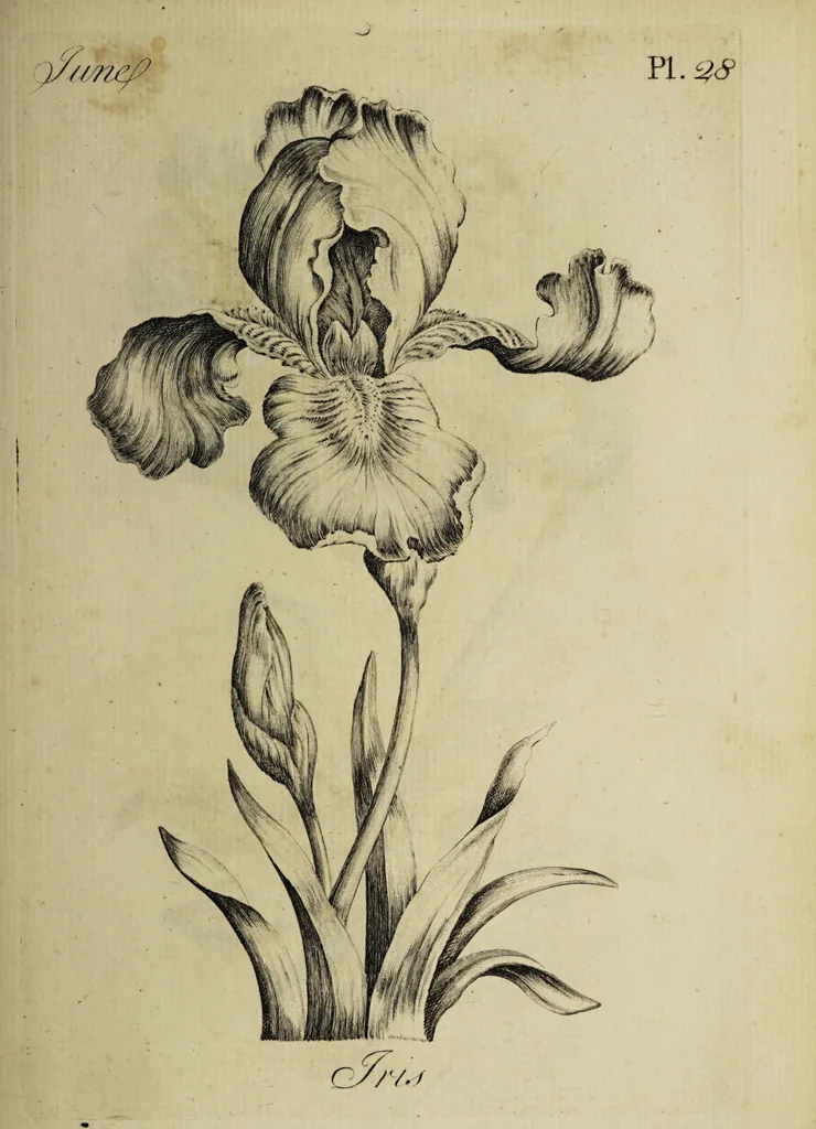 An illustration from The florist : containing sixty plates of the most beautiful flowers regularly dispos'd in their succession of blowing. To which is added an accurate description of their colours, with instructions for drawing & painting them according to nature : being a new work intended for the use & amusement of gentlemen and ladies delighting in that art., 1760, leaf 57