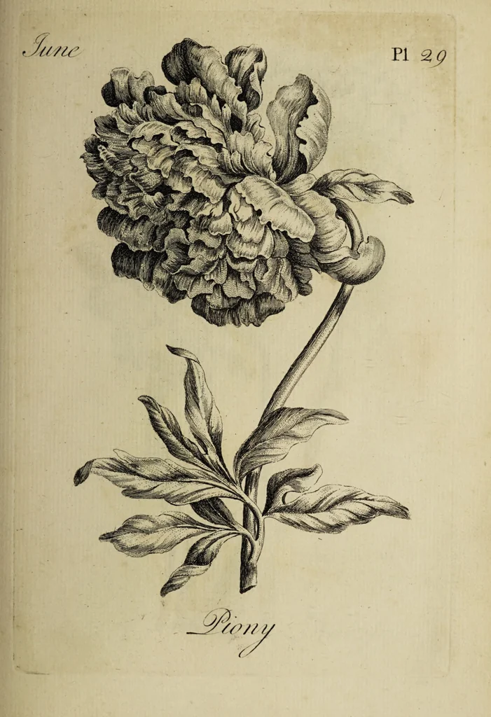 An illustration from The florist : containing sixty plates of the most beautiful flowers regularly dispos'd in their succession of blowing. To which is added an accurate description of their colours, with instructions for drawing & painting them according to nature : being a new work intended for the use & amusement of gentlemen and ladies delighting in that art., 1760, leaf 59