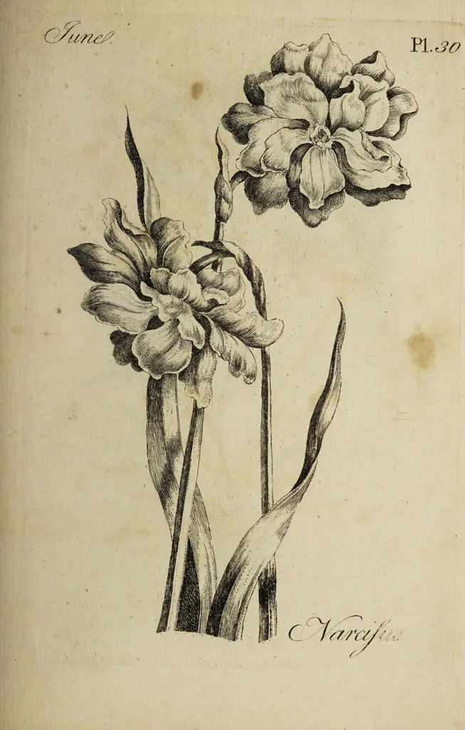 An illustration from The florist : containing sixty plates of the most beautiful flowers regularly dispos'd in their succession of blowing. To which is added an accurate description of their colours, with instructions for drawing & painting them according to nature : being a new work intended for the use & amusement of gentlemen and ladies delighting in that art., 1760, leaf 61