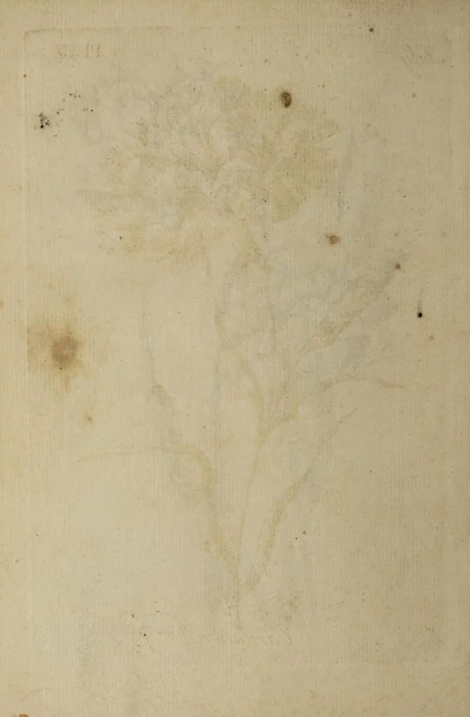 An illustration from The florist : containing sixty plates of the most beautiful flowers regularly dispos'd in their succession of blowing. To which is added an accurate description of their colours, with instructions for drawing & painting them according to nature : being a new work intended for the use & amusement of gentlemen and ladies delighting in that art., 1760, leaf 62