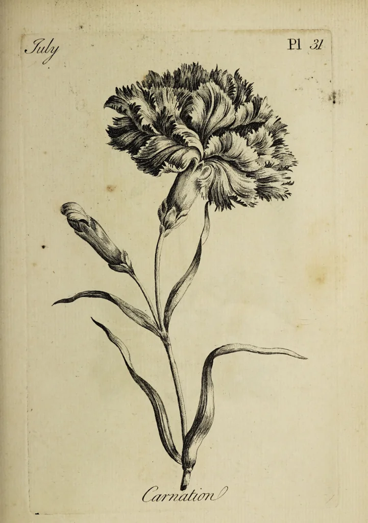 An illustration from The florist : containing sixty plates of the most beautiful flowers regularly dispos'd in their succession of blowing. To which is added an accurate description of their colours, with instructions for drawing & painting them according to nature : being a new work intended for the use & amusement of gentlemen and ladies delighting in that art., 1760, leaf 63