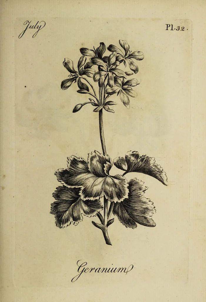 An illustration from The florist : containing sixty plates of the most beautiful flowers regularly dispos'd in their succession of blowing. To which is added an accurate description of their colours, with instructions for drawing & painting them according to nature : being a new work intended for the use & amusement of gentlemen and ladies delighting in that art., 1760, leaf 65
