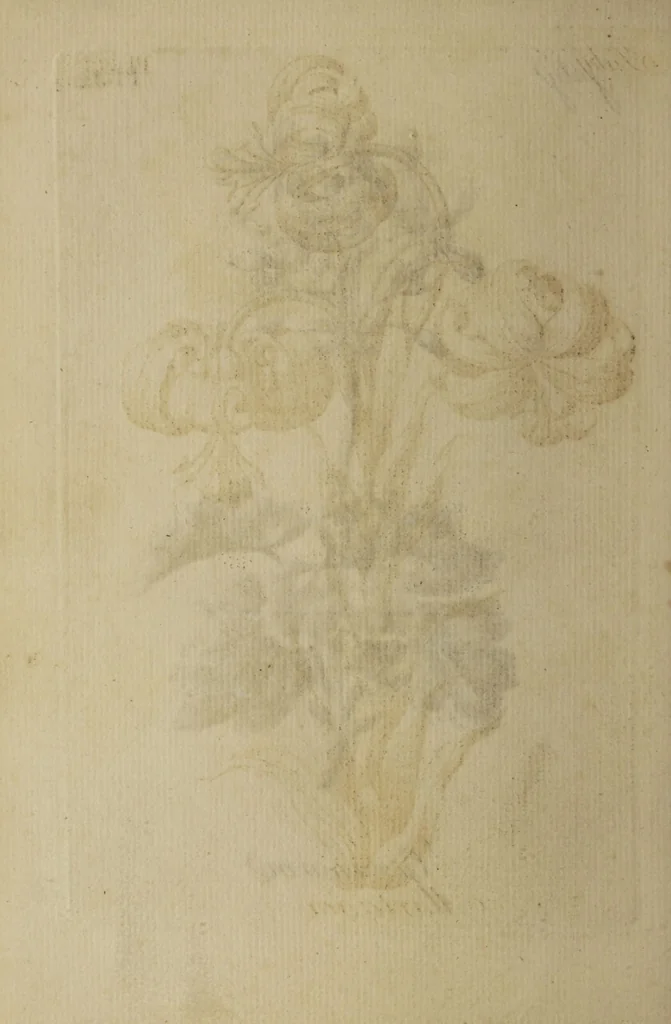 An illustration from The florist : containing sixty plates of the most beautiful flowers regularly dispos'd in their succession of blowing. To which is added an accurate description of their colours, with instructions for drawing & painting them according to nature : being a new work intended for the use & amusement of gentlemen and ladies delighting in that art., 1760, leaf 66
