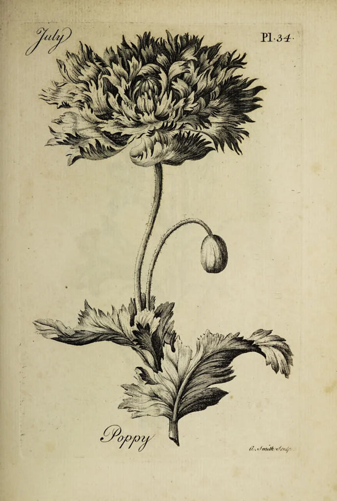 An illustration from The florist : containing sixty plates of the most beautiful flowers regularly dispos'd in their succession of blowing. To which is added an accurate description of their colours, with instructions for drawing & painting them according to nature : being a new work intended for the use & amusement of gentlemen and ladies delighting in that art., 1760, leaf 69