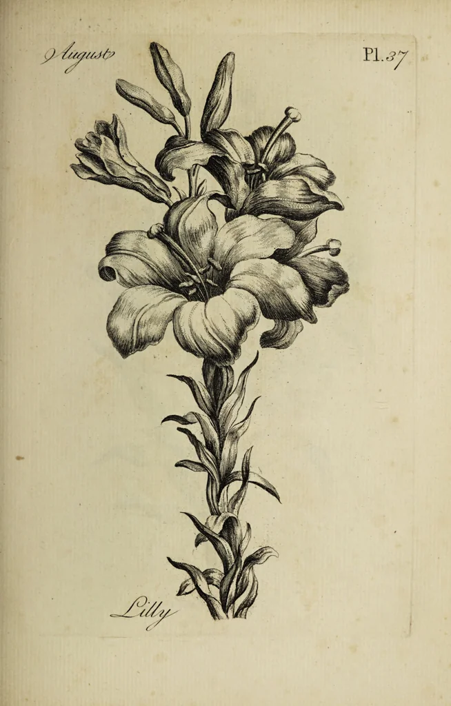 An illustration from The florist : containing sixty plates of the most beautiful flowers regularly dispos'd in their succession of blowing. To which is added an accurate description of their colours, with instructions for drawing & painting them according to nature : being a new work intended for the use & amusement of gentlemen and ladies delighting in that art., 1760, leaf 75