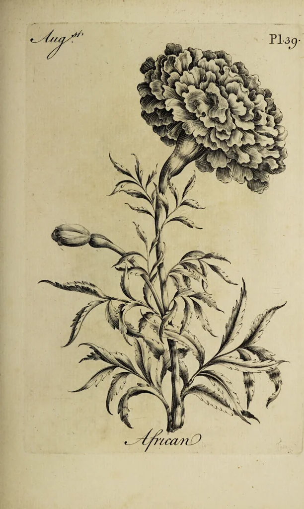 An illustration from The florist : containing sixty plates of the most beautiful flowers regularly dispos'd in their succession of blowing. To which is added an accurate description of their colours, with instructions for drawing & painting them according to nature : being a new work intended for the use & amusement of gentlemen and ladies delighting in that art., 1760, leaf 79