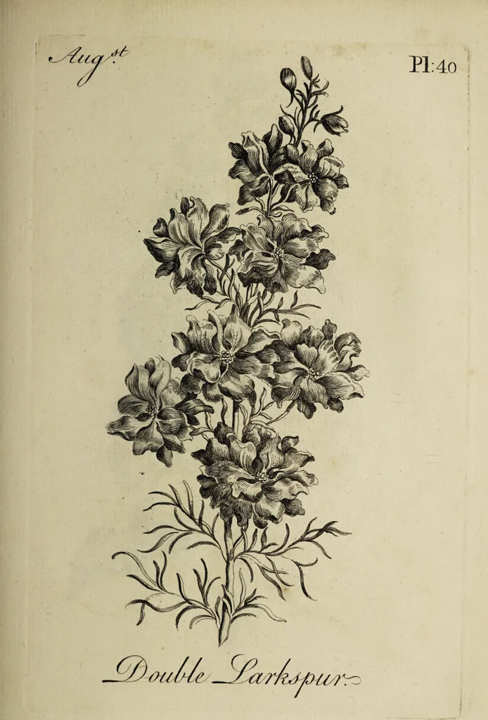 An illustration from The florist : containing sixty plates of the most beautiful flowers regularly dispos'd in their succession of blowing. To which is added an accurate description of their colours, with instructions for drawing & painting them according to nature : being a new work intended for the use & amusement of gentlemen and ladies delighting in that art., 1760, leaf 81