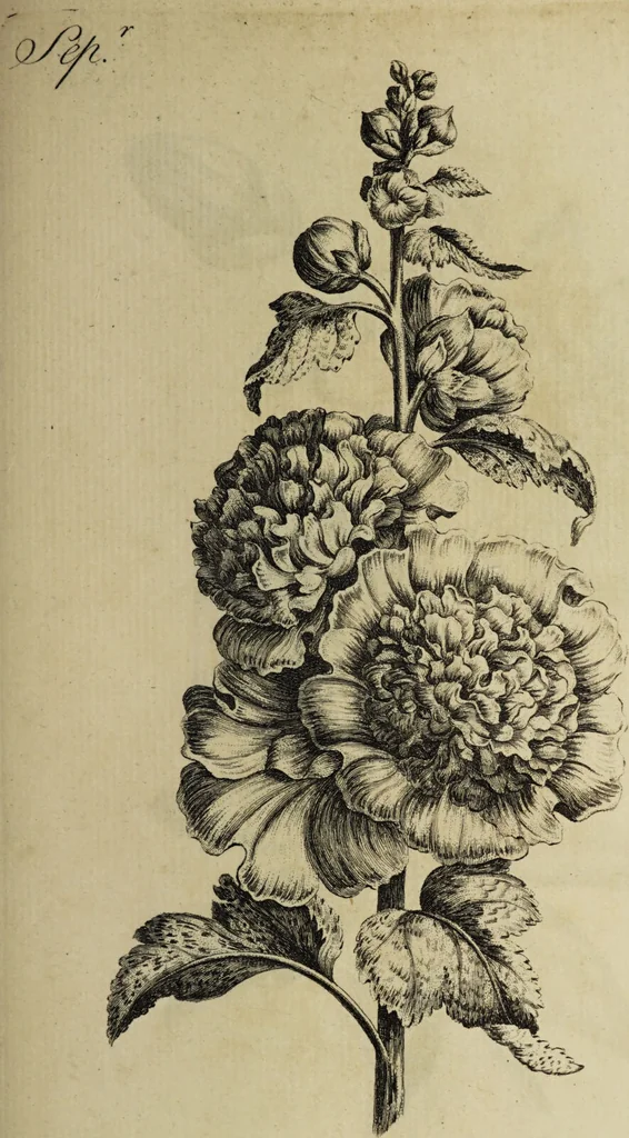 An illustration from The florist : containing sixty plates of the most beautiful flowers regularly dispos'd in their succession of blowing. To which is added an accurate description of their colours, with instructions for drawing & painting them according to nature : being a new work intended for the use & amusement of gentlemen and ladies delighting in that art., 1760, leaf 83